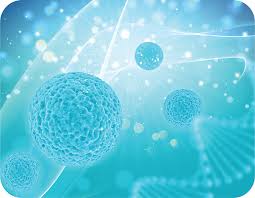 Stem Cell